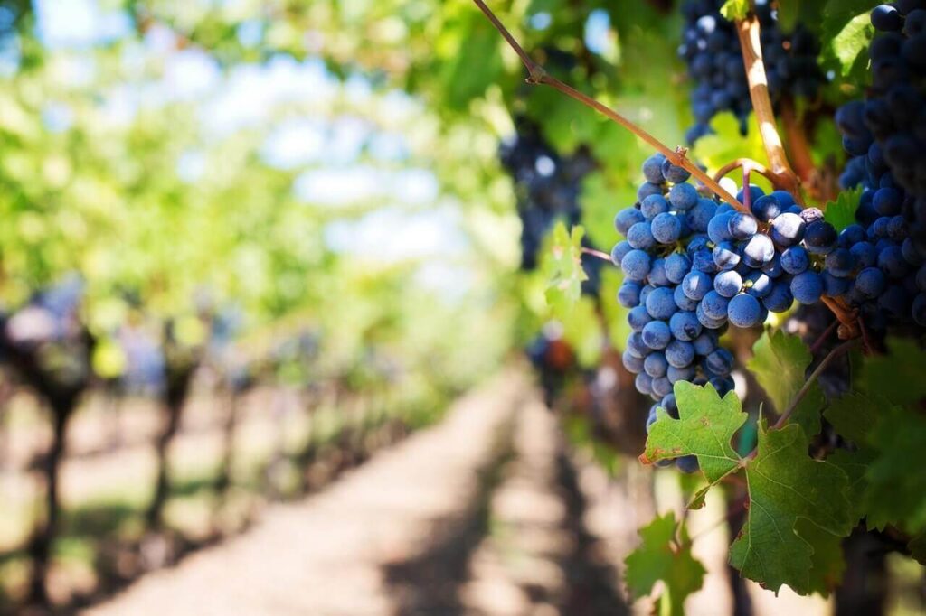 Blue grapes vineyard