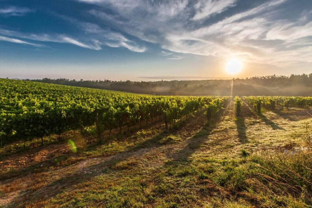 Vineyards sunset