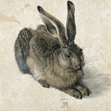 Dürer's Hase